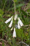 Eastern whiteflower beardtongue